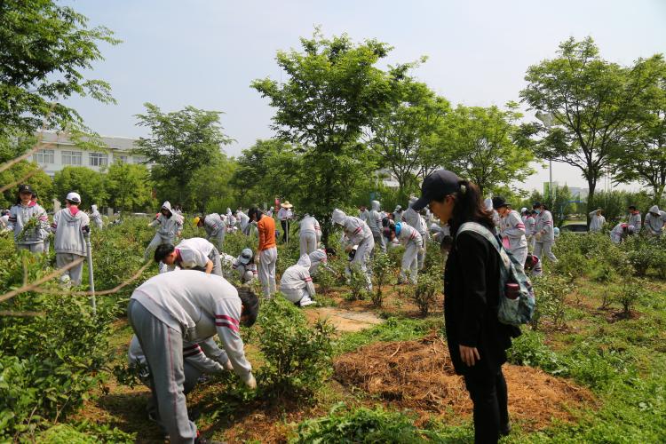 给茶树除草