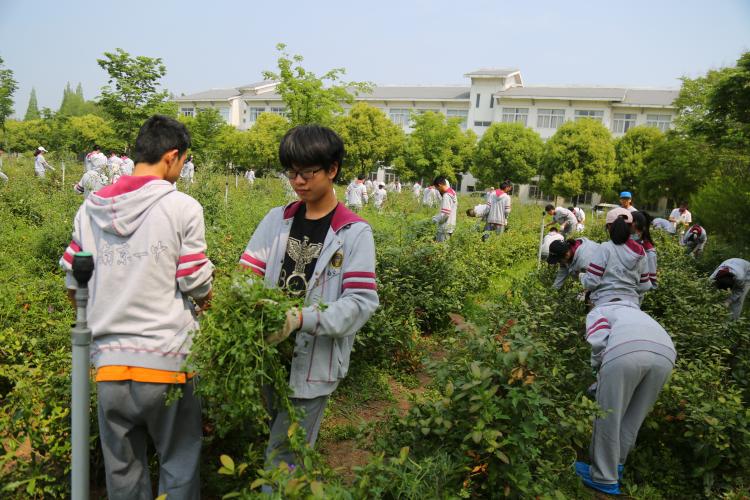 给茶树除杂草