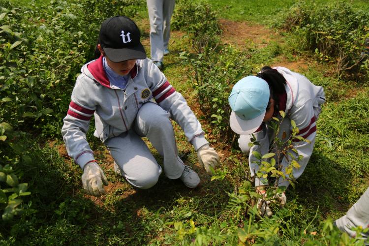 细心拔草